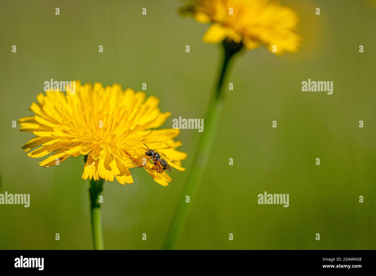 Black soldier fly, hermetia illucens, collecting pollen from a dandelion flower Stock Photo
