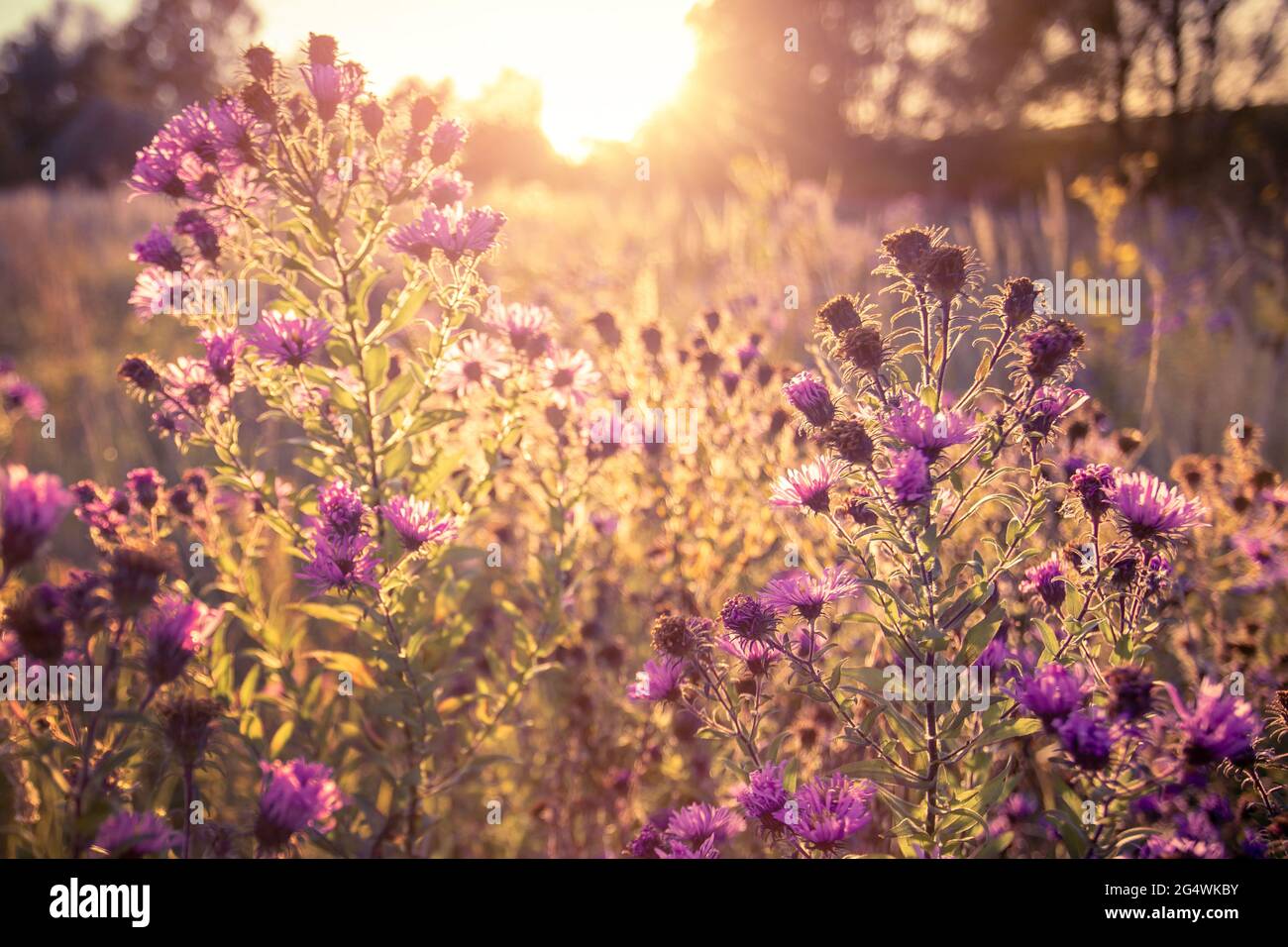 Autumn wild grass and flowers on a meadow Stock Photo - Alamy