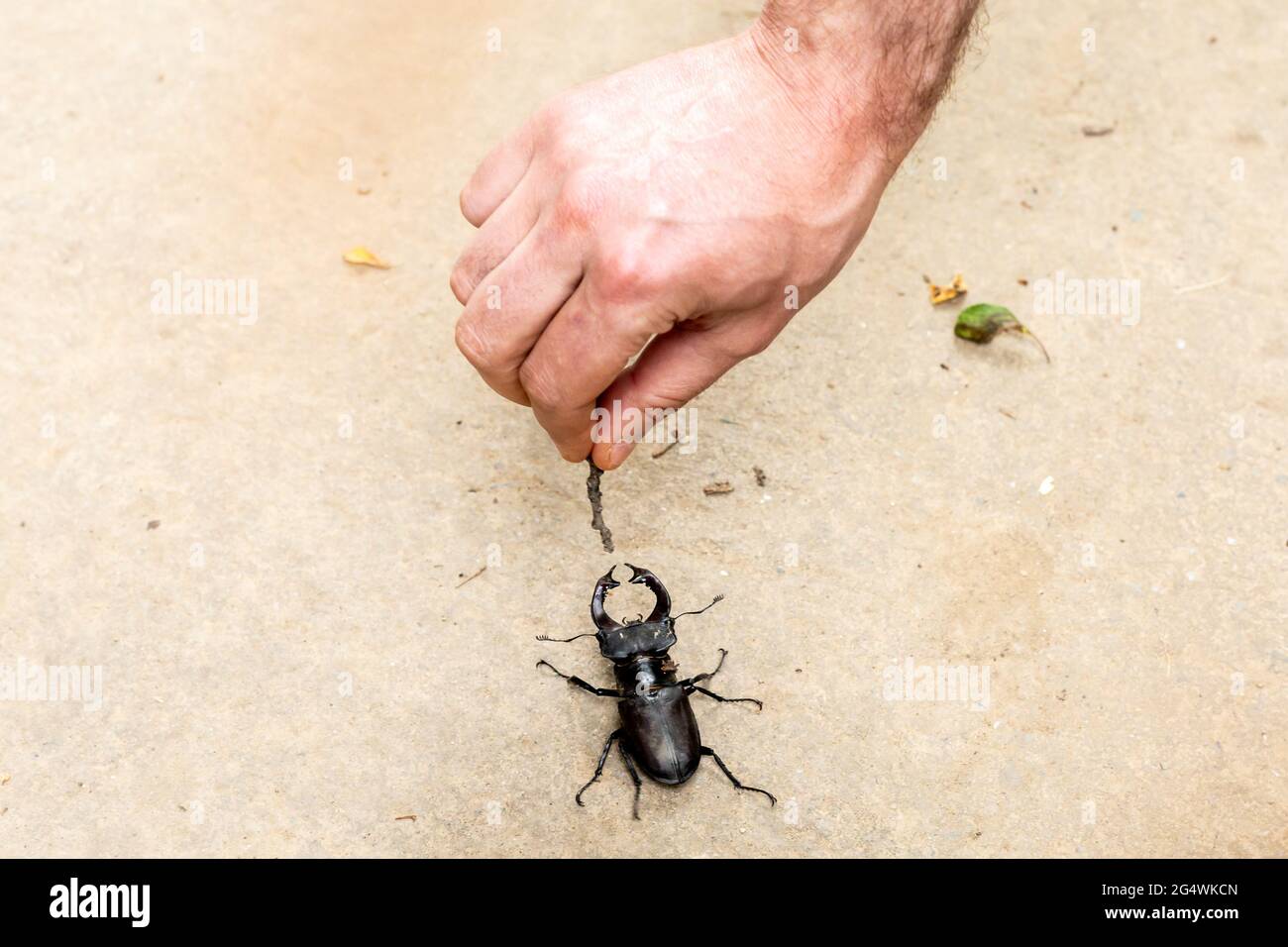 One, single European stag beetle on the ground with male hand playing with it Stock Photo