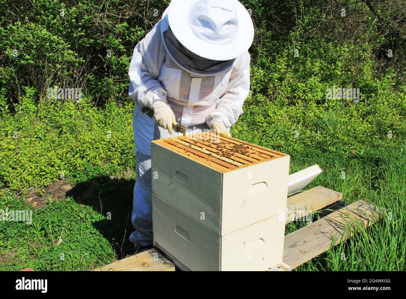 Beekeeper Pulling Frames Apart with a Hive Tool Stock Photo