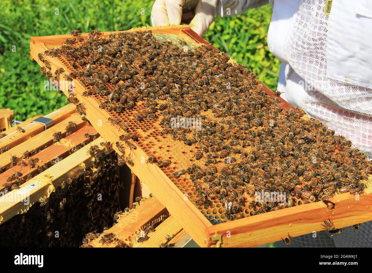 Capped And Uncapped Brood Comb Stock Photo - Alamy