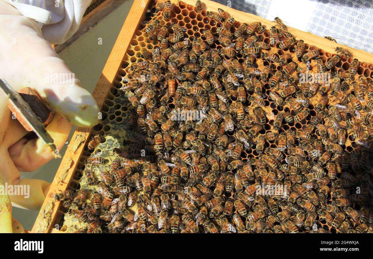 Queen Bee Among Her Workers on a Hive Frame Stock Photo