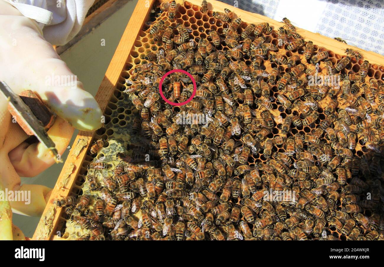 Queen Bee Circled Among Her Workers on a Hive Frame Stock Photo Alamy