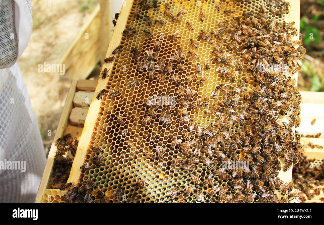 Langstroth Hive Frame with Larva, pollen and Nectar. Stock Photo