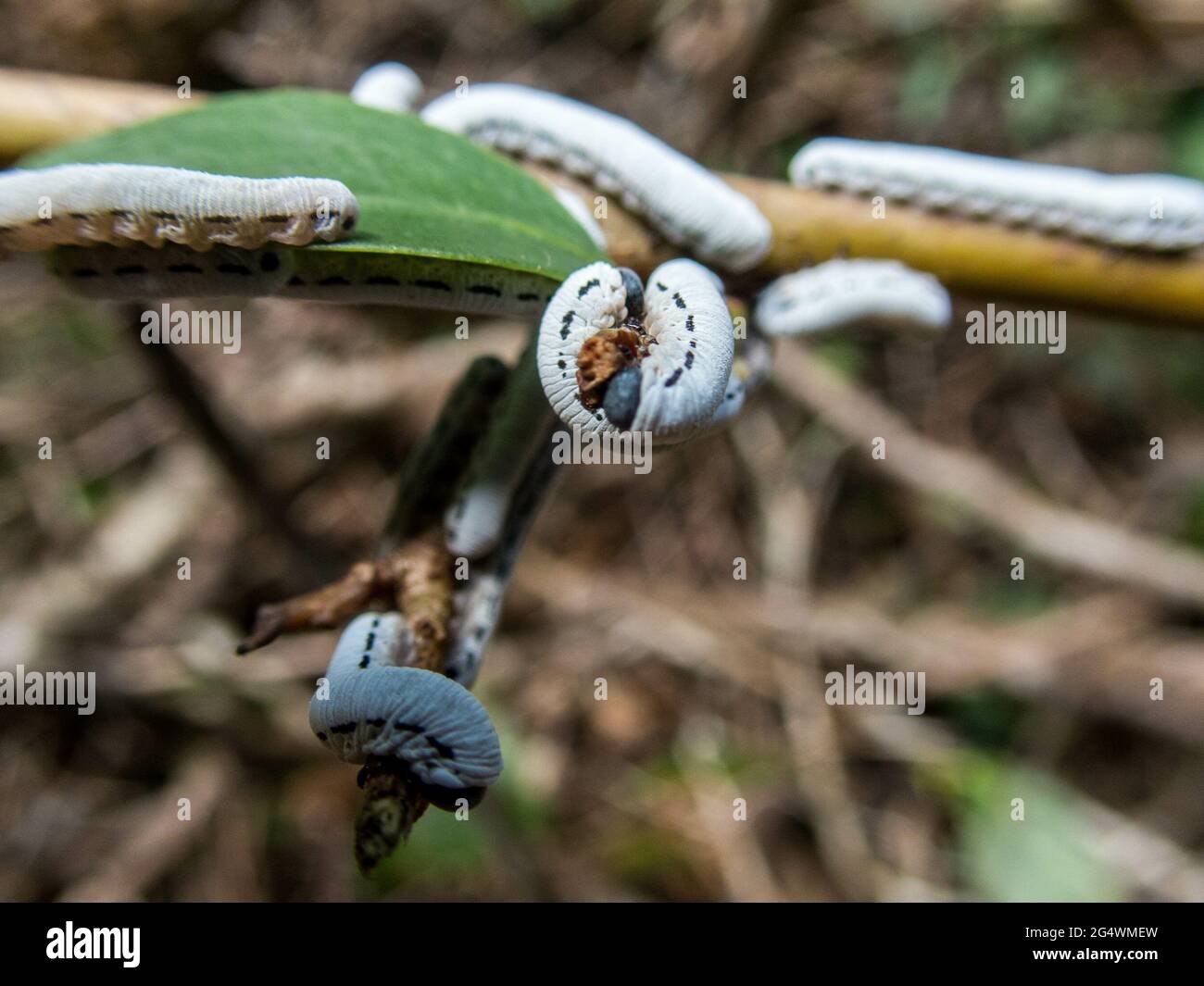 Closeup shot of caterpillars crawling on a twig Stock Photo - Alamy