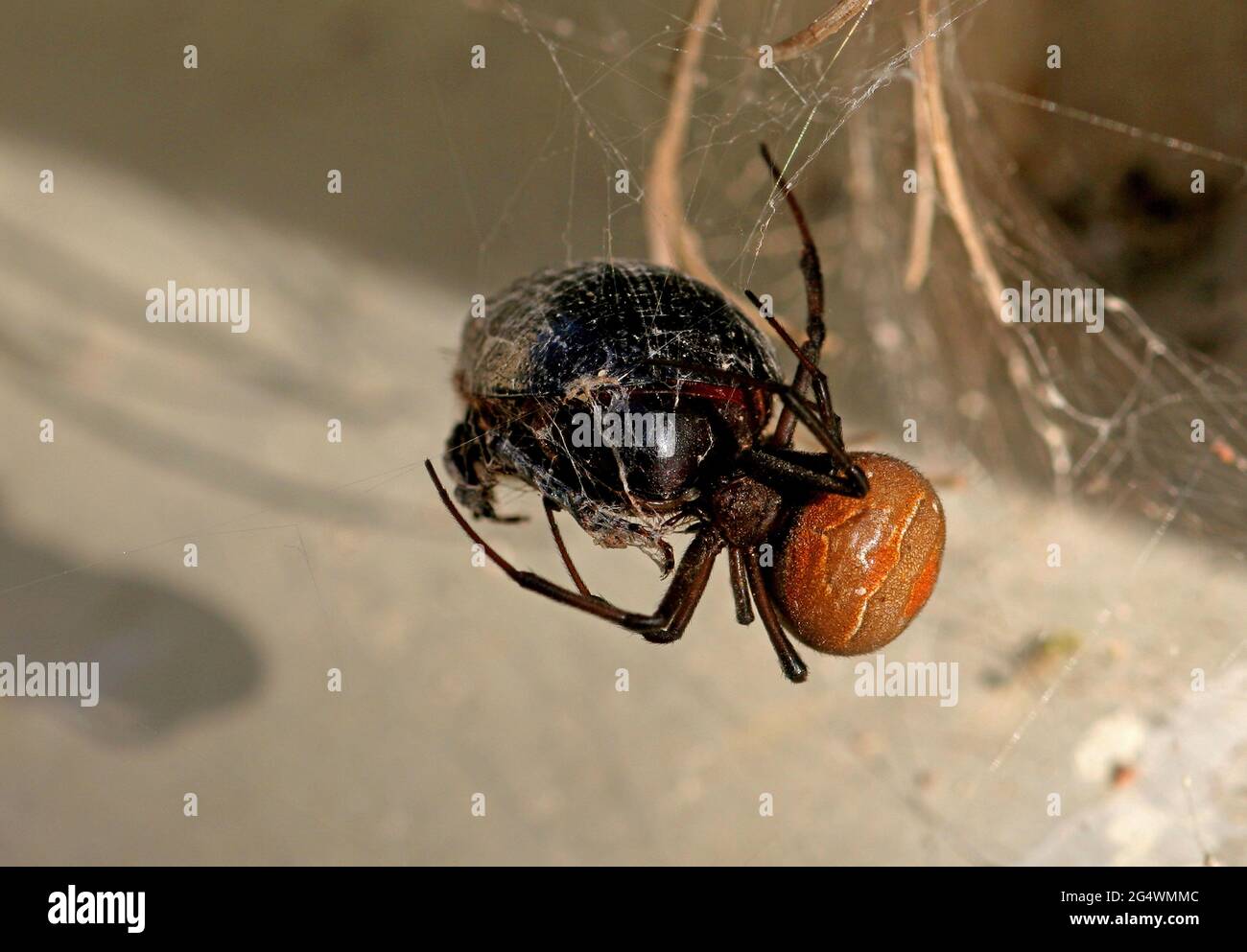 Redback Spider (Latrodectus hasseltii) female with prey south-east Queensland, Australia      December Stock Photo