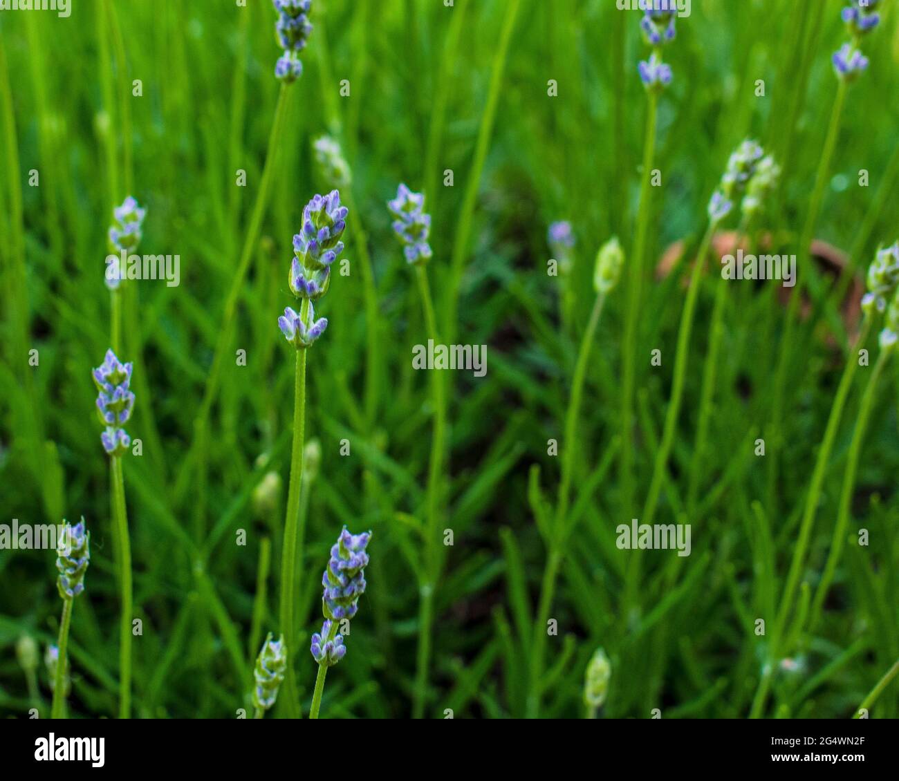 Fresh lavender leaves garden growth hi-res stock photography and images ...