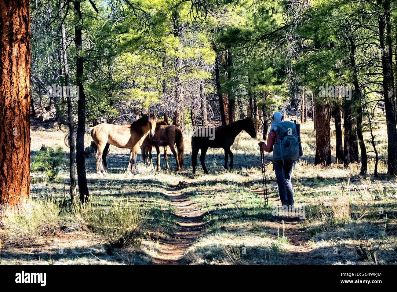 Wild horses on the Kaibab Plateau, Arizona Trail, Arizona, U.S.A Stock