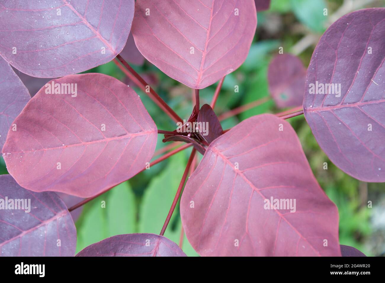 Closeup shot of Caribbean Copper plant leaves on a blurred background Stock Photo