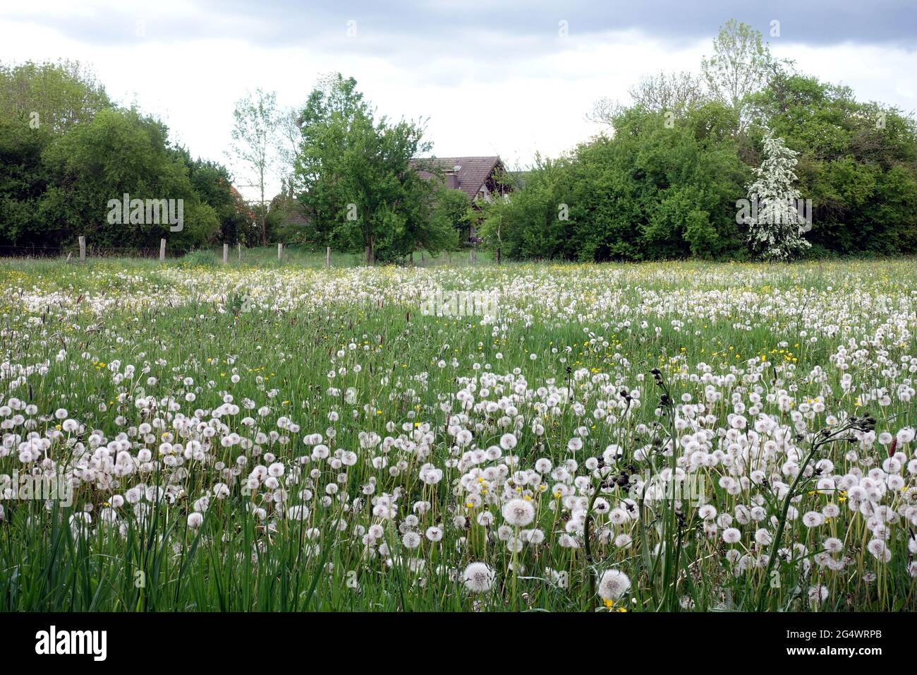 Gewöhnlicher Löwenzahn (Taraxacum officinale) - Pusteblumen auf einer Streuobstwiese, Weilerswist, Nordrhein-Westfalen, Deutschland Stock Photo