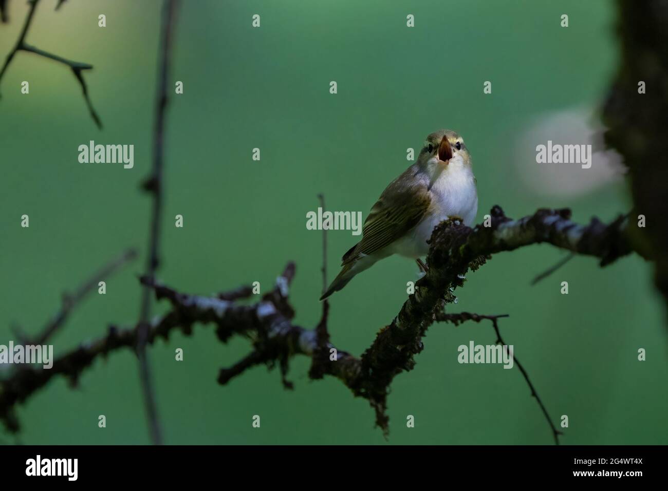 Wood Warbler (Phylloscopus sibilatrix) taken at RSPB Dinas. Stock Photo