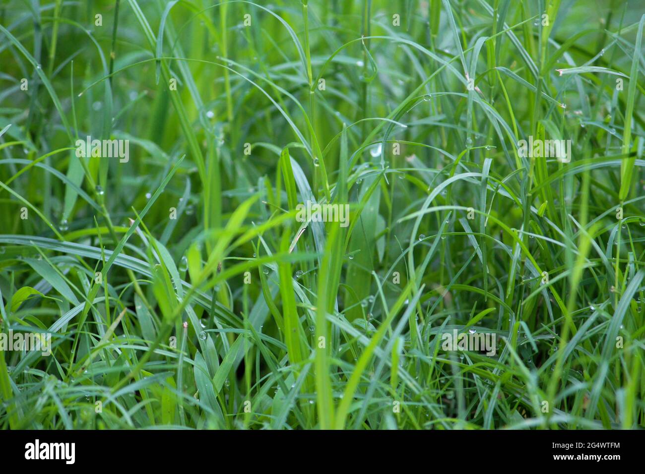 Closeup shot of green grass covered in dewdrops Stock Photo - Alamy