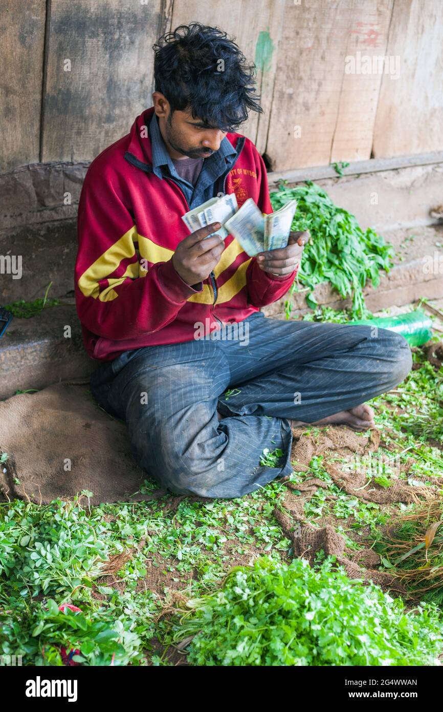 Indian male market trader seated on ground with herbs in front of him counting out huge wad of rupee banknotes, Mysore, Karnataka, India Stock Photo