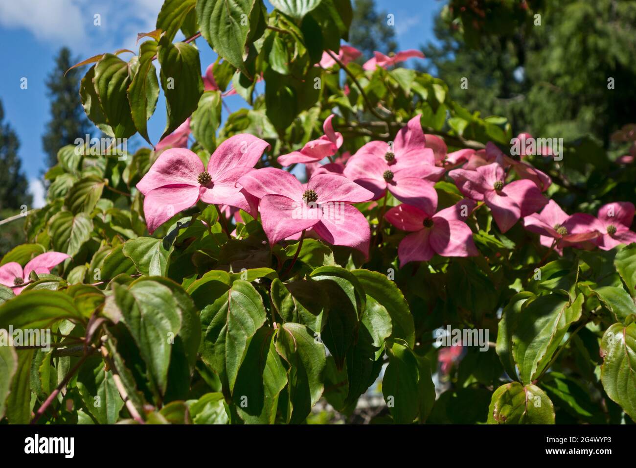 Flowers of the pink flowering dogwood tree, Cornus florida "Rubra". Stock Photo