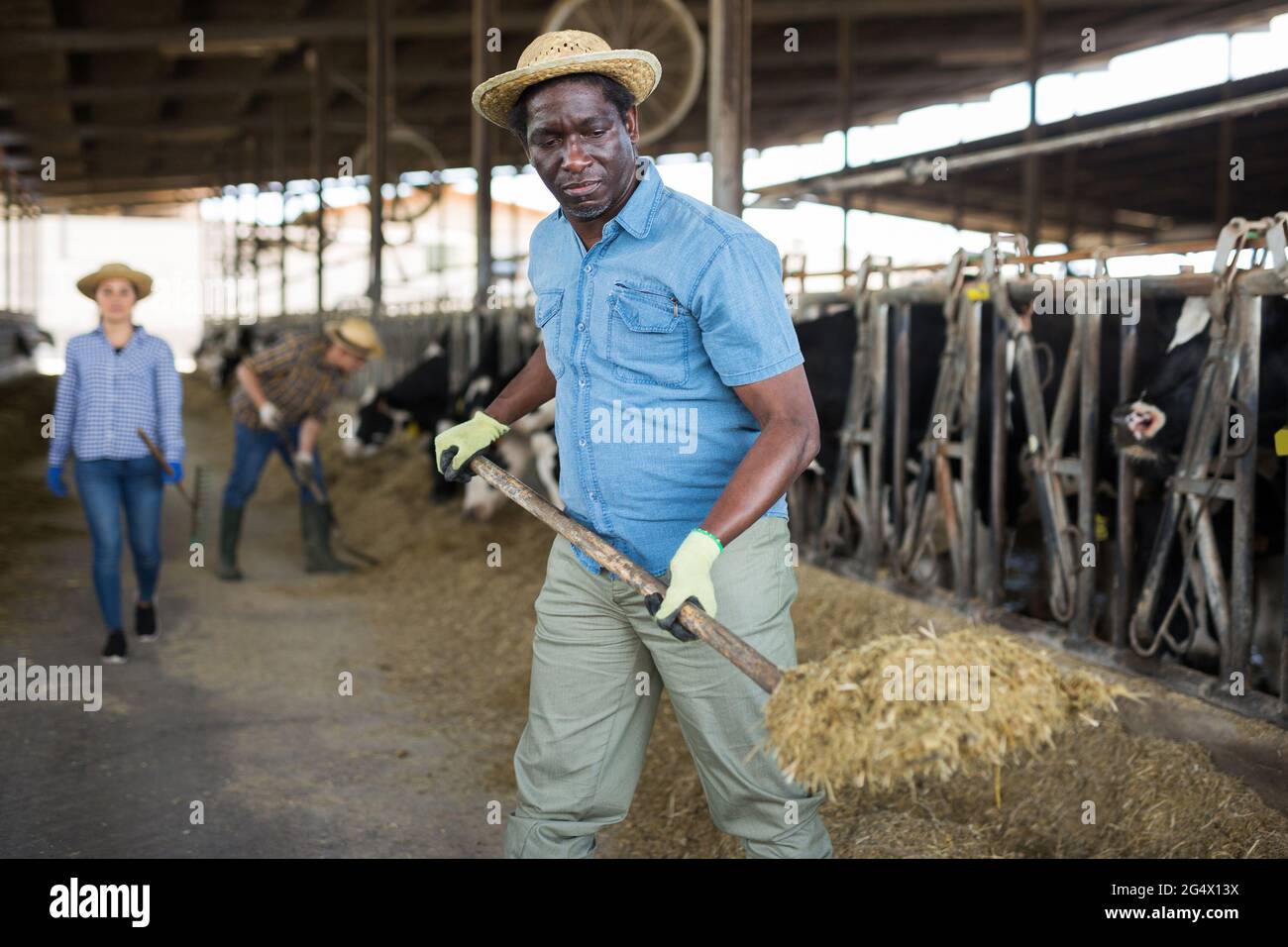 Farmer feeds the cows with compound feed in cowshed of dairy farm Stock ...