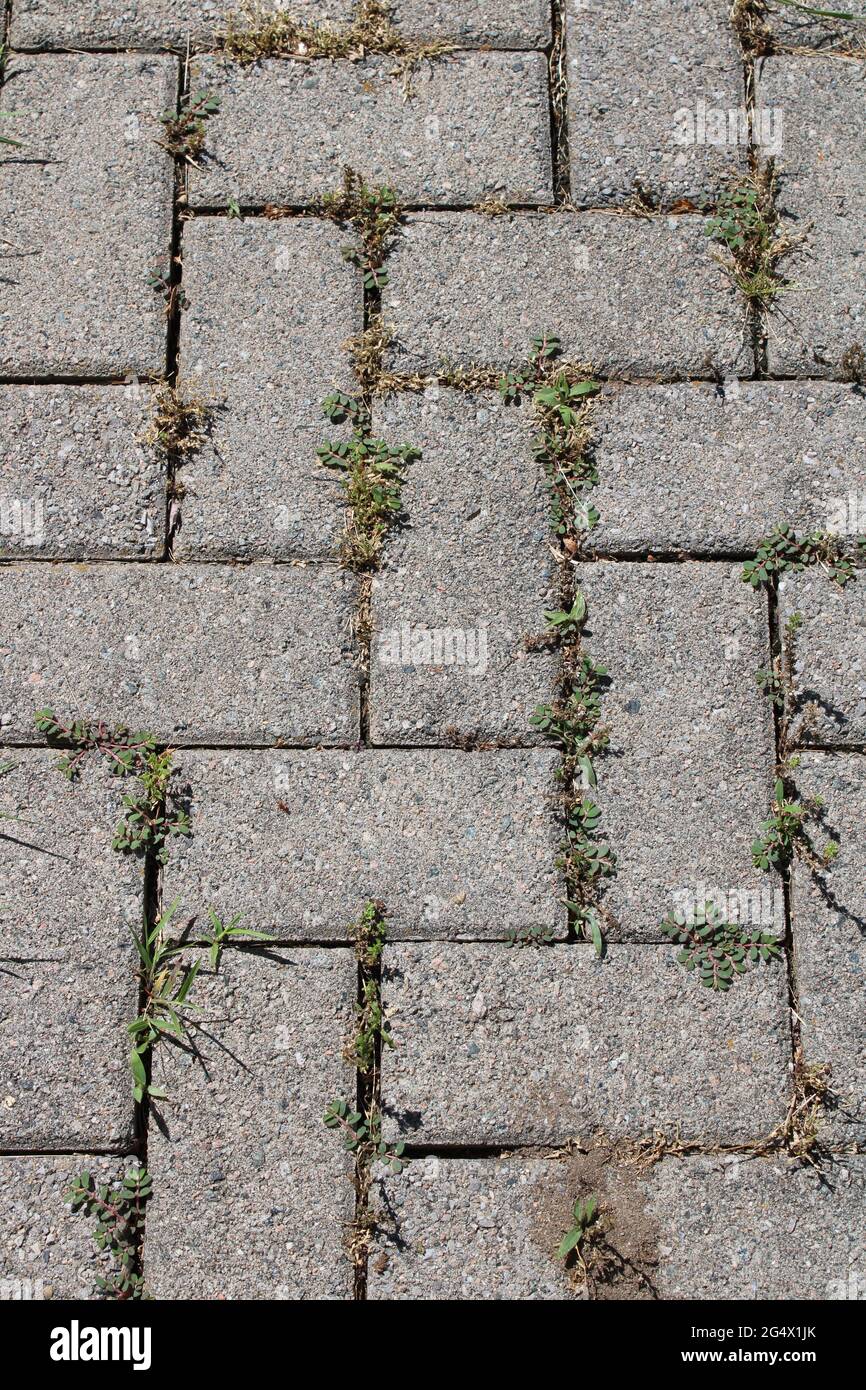 Weeds between pavers hi-res stock photography and images - Alamy