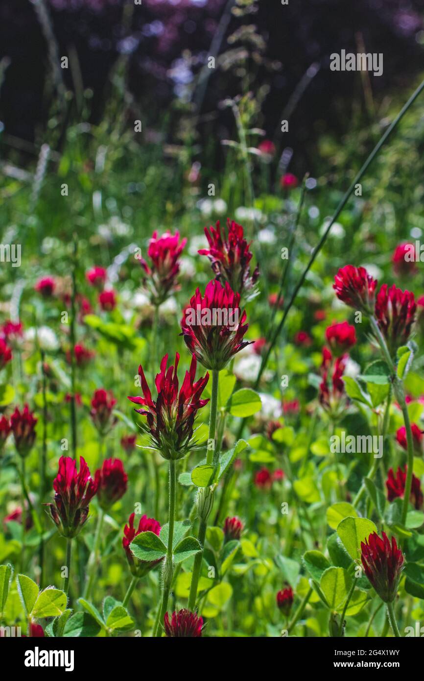 Crimson Clover High Resolution Stock Photography and Images - Alamy