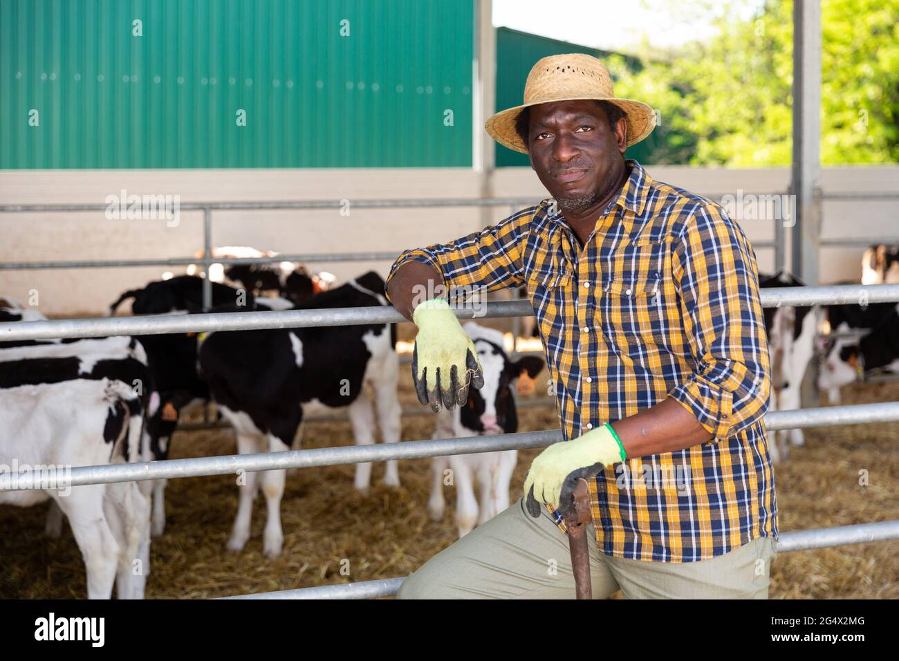 Portrait of an african american male farmer standing in a cowshed Stock Photo