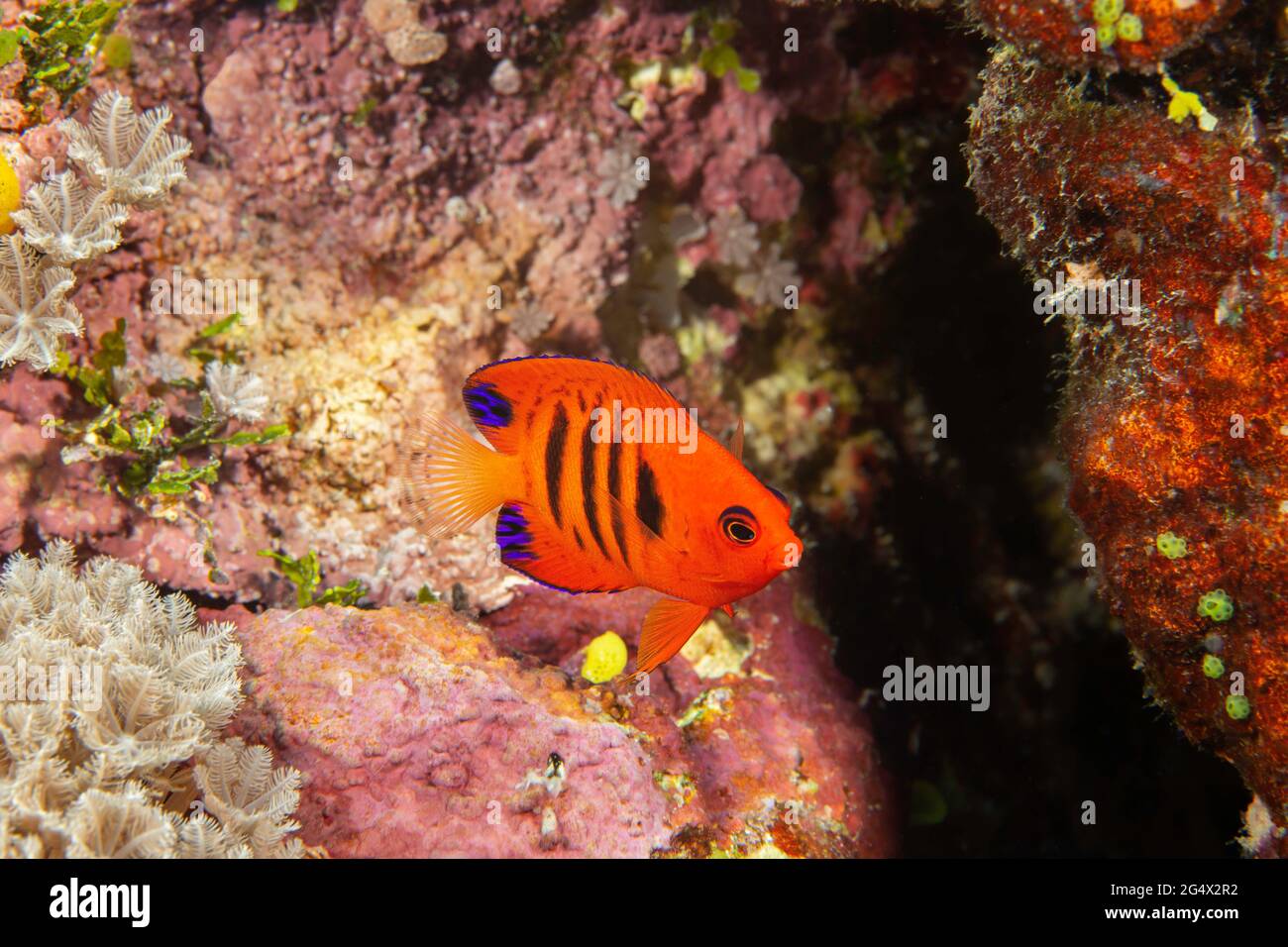 Flame angelfish, Centropyge loricula, on a reef off the island of Yap, Micronesia. Stock Photo