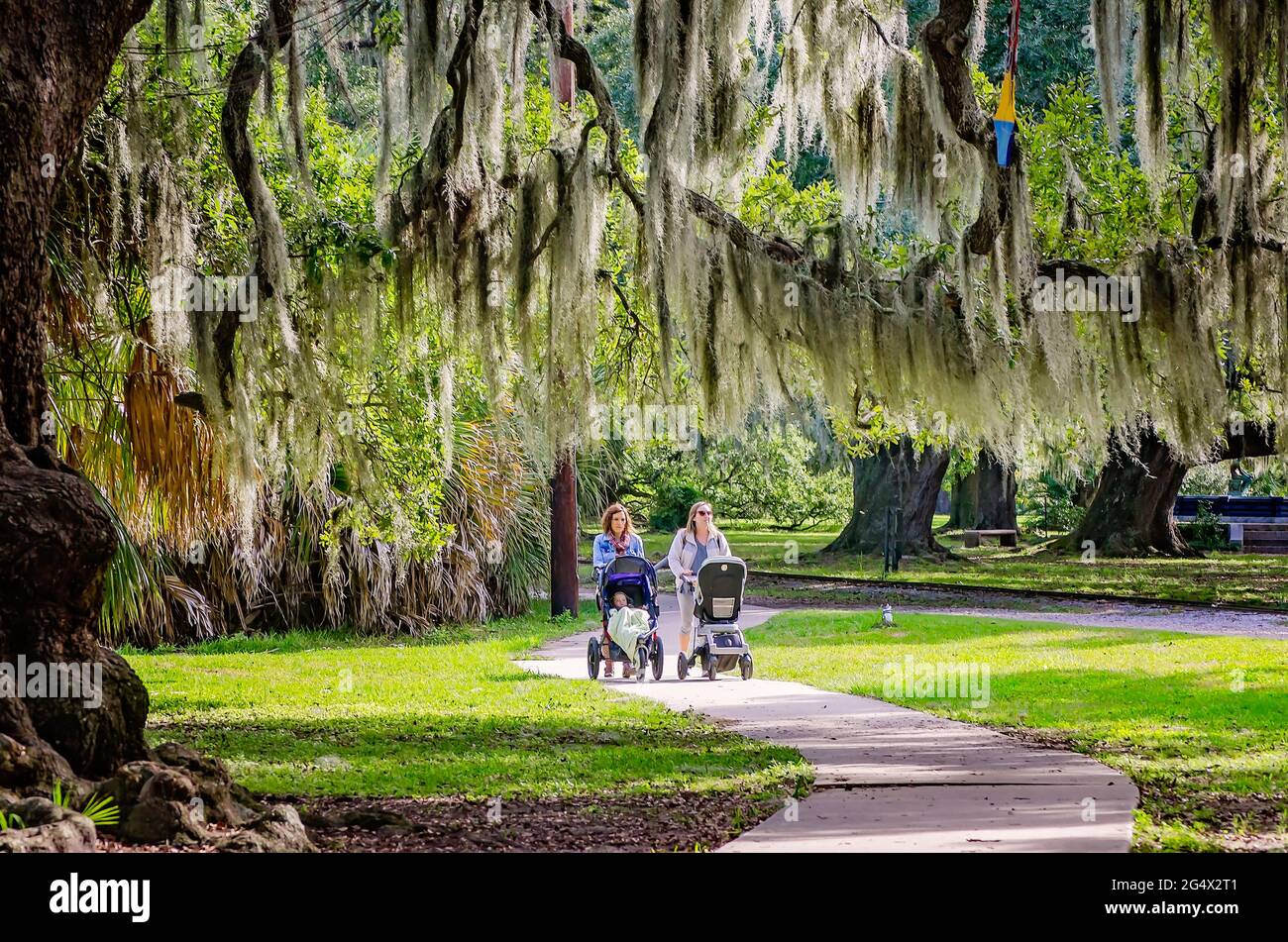 Women push baby strollers through the historic oak grove in New Orleans City Park, Nov. 14, 2015, in New Orleans, Louisiana. Stock Photo