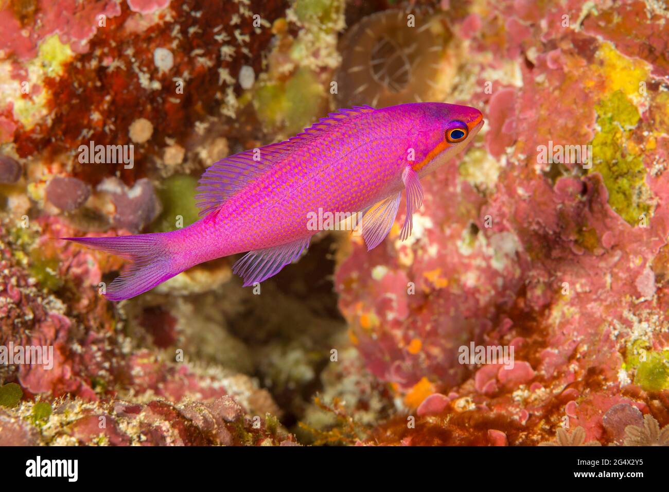 This is the female stage of the purple queen anthias, Pseudanthias pascalus, which are sometimes referred to as Amethyst anthias, Yap, Federated State Stock Photo