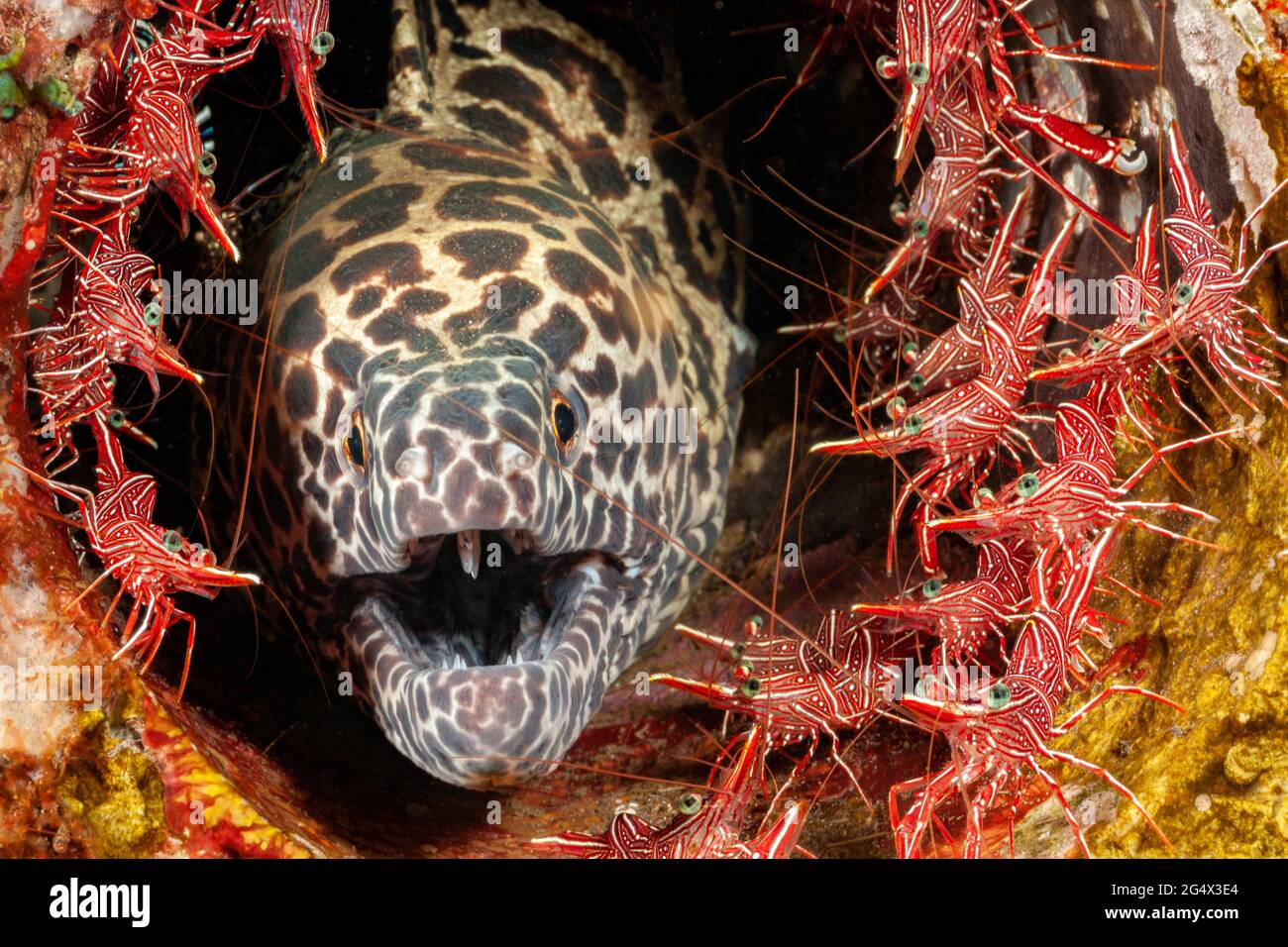 This honeycomb moray eel, Gymnothorax favageneus, is surrounded by male and female dancing shrimp, Rhynchocinetes uritai,  Indonesia. Stock Photo