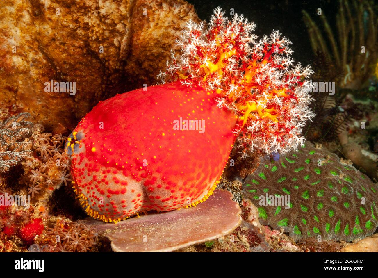 A living rainbow of color, this Sea Apple sea cucumber, Pseudocholochirus violaceus, feeds on passing plankton with feathery mouthparts . Komodo Natio Stock Photo