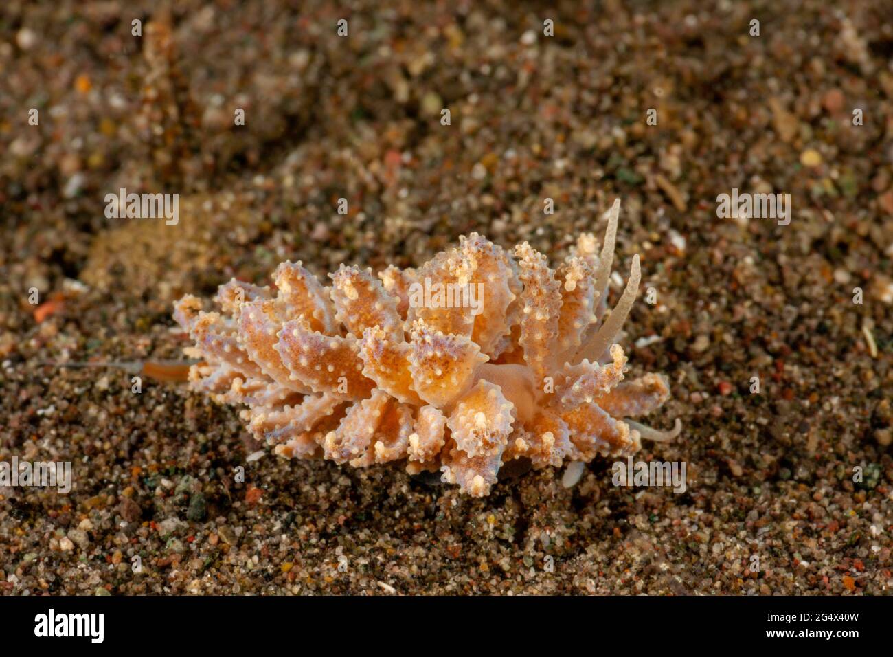 Cryptic Nudibranch, Phyllodesmium crypticum, with cerata with digestive gland ducts connected to zooxanthellae, on a sandy bottom in Horseshoe Bay off Stock Photo