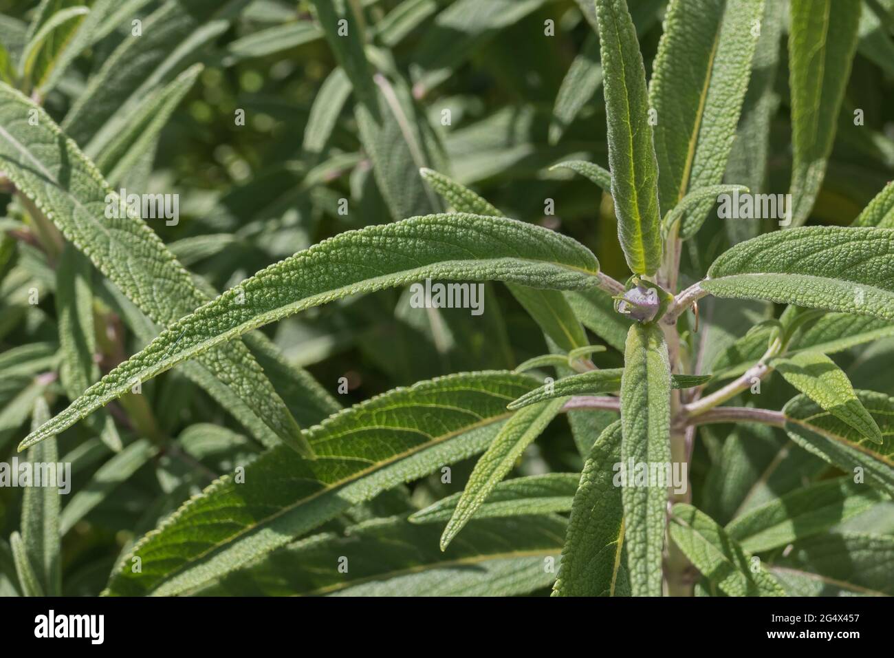 leaves of salvia leucantha plant seen close up with sunlight outdoors in spring Stock Photo