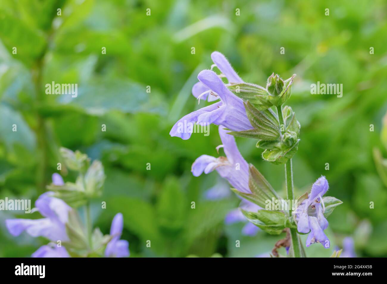 detail of sage flowers on defocused green background outdoors Stock Photo