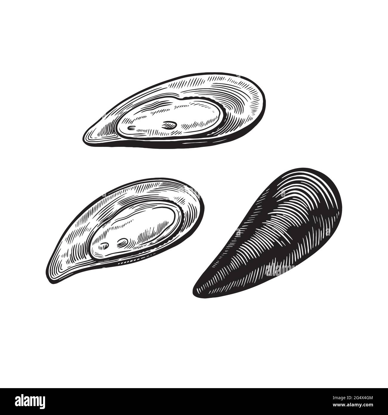 Set of mussels shells isolated on white background in vintage sketch