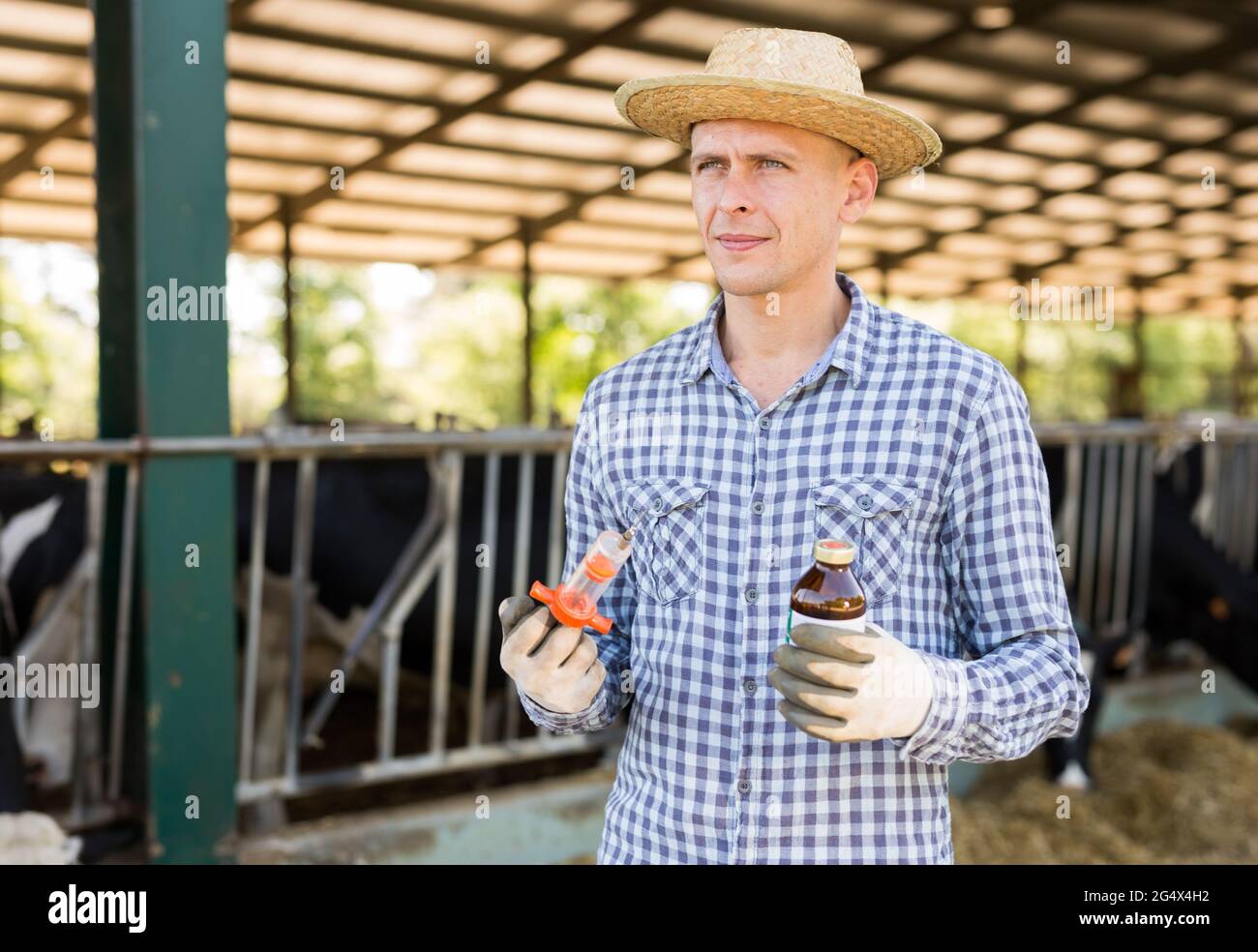 Farmer with syringe and medicine in his hands at dairy farm Stock Photo ...