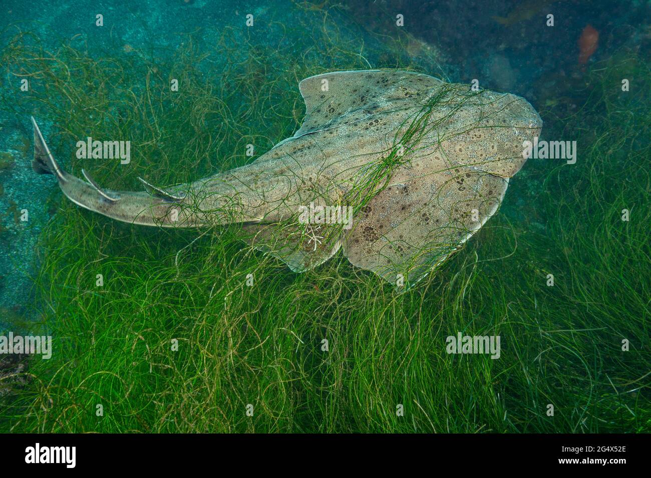 The Pacific angel shark, Squatina californica, with itÕs flat body and huge, wing-like pectoral fins looks somewhat more like a ray than a shark. ItÕs Stock Photo