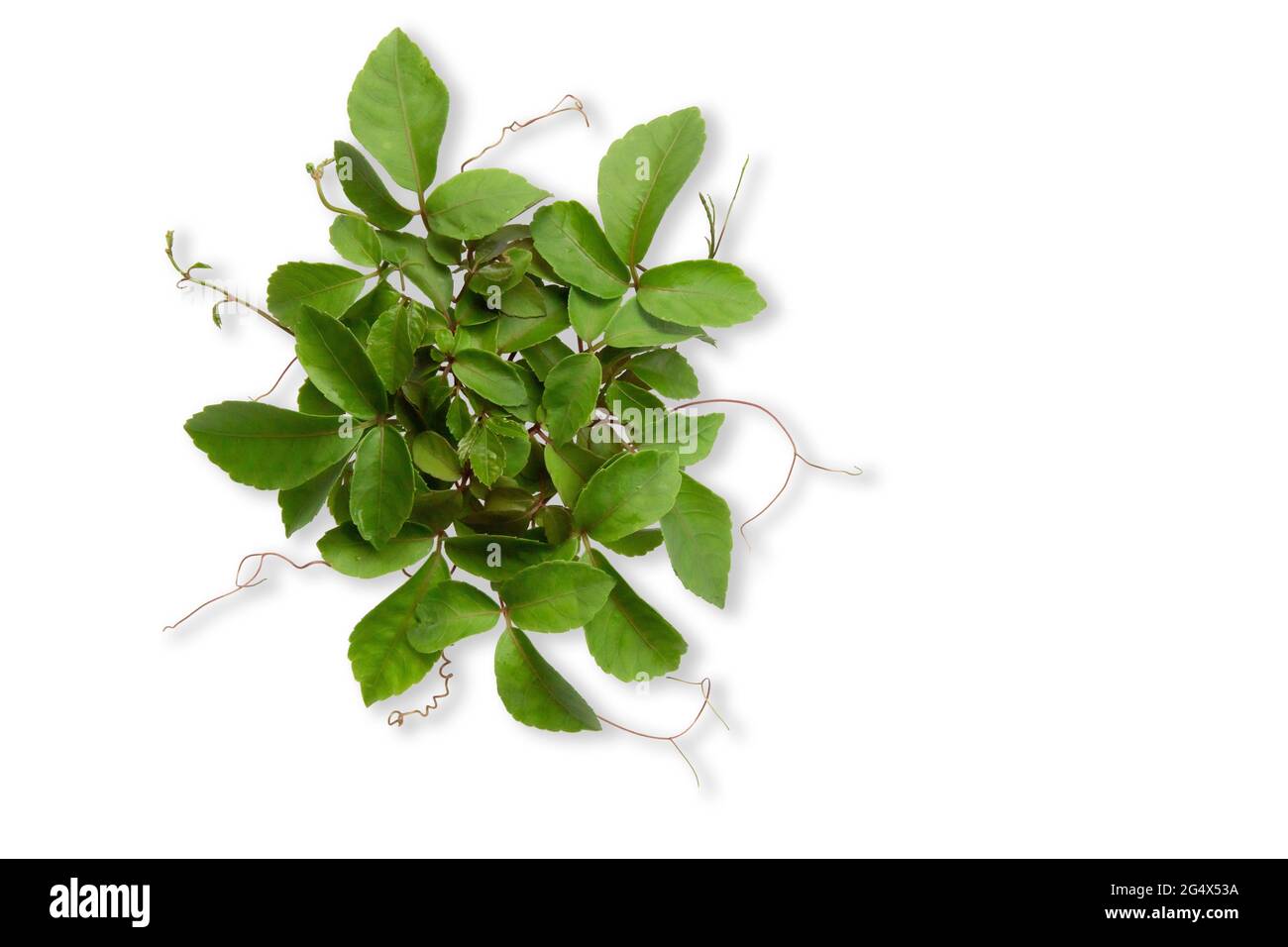 tropical weed  isolated on white background. In full with cllpping parh Stock Photo