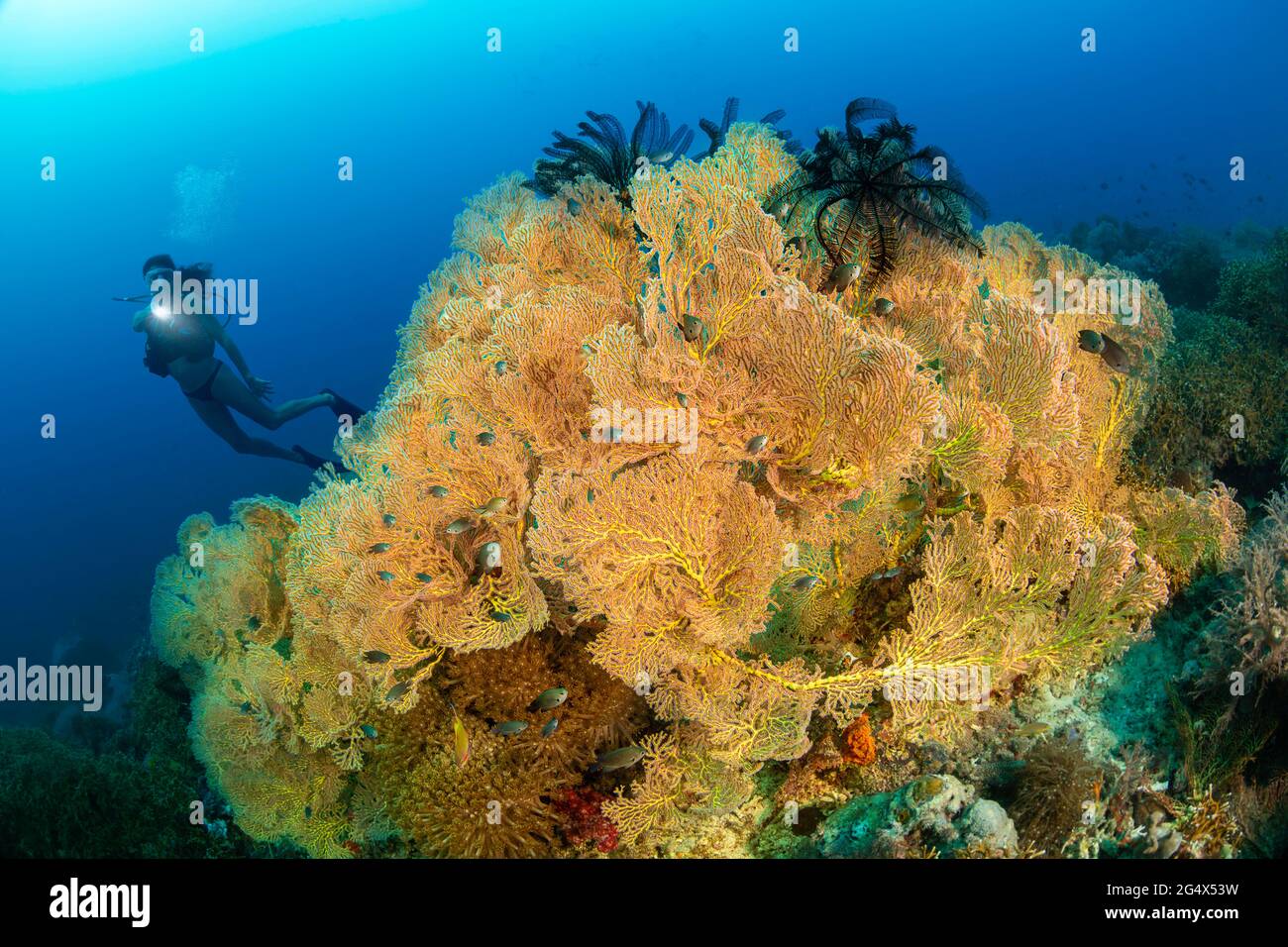 Diver (MR) and a coral head covered with gorgonian fans and two crinoids on top, Philippines. Stock Photo