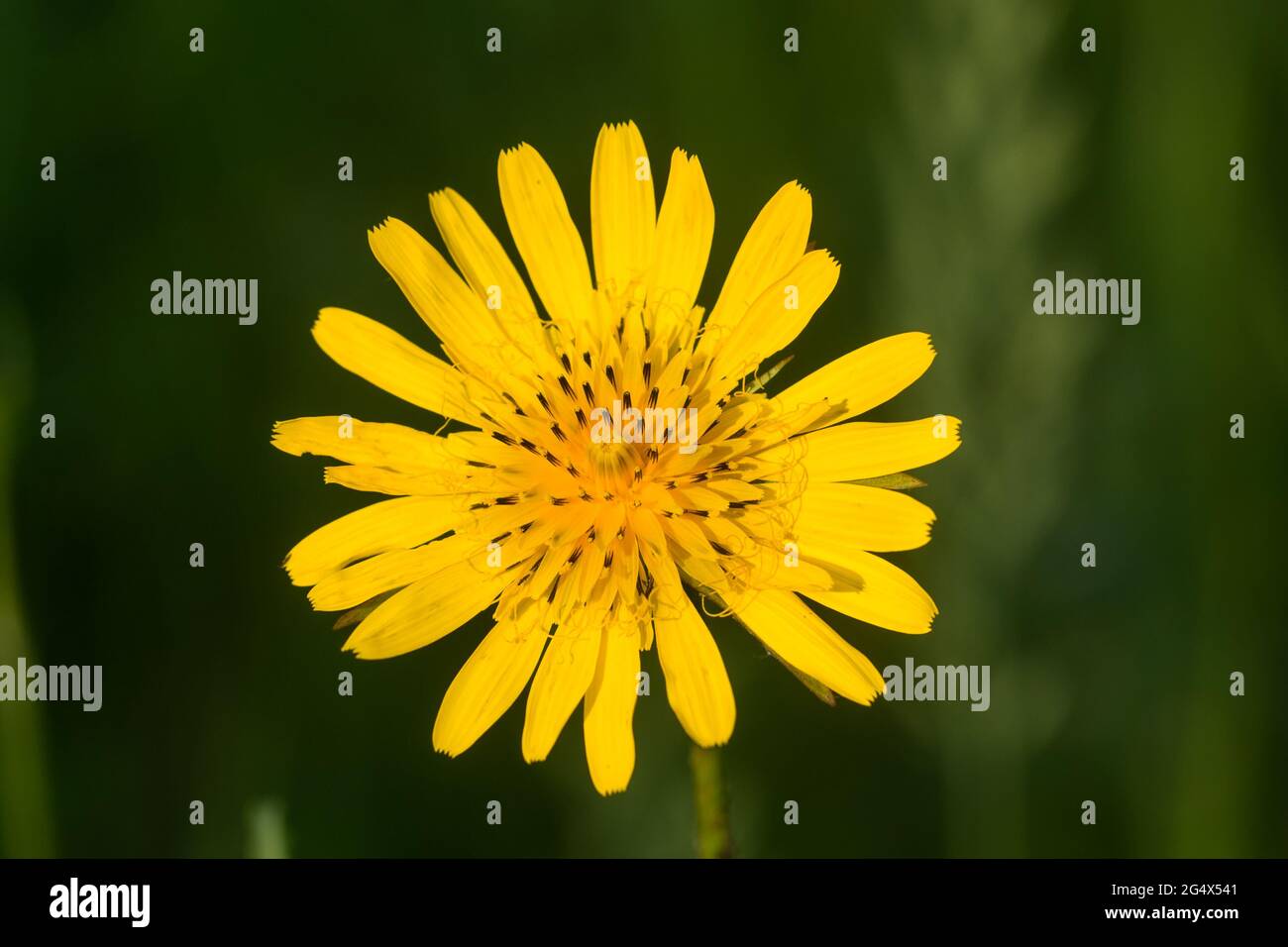 Tragopogon pratensis,  meadow salsify summer yellow flower closeup selective focus Stock Photo