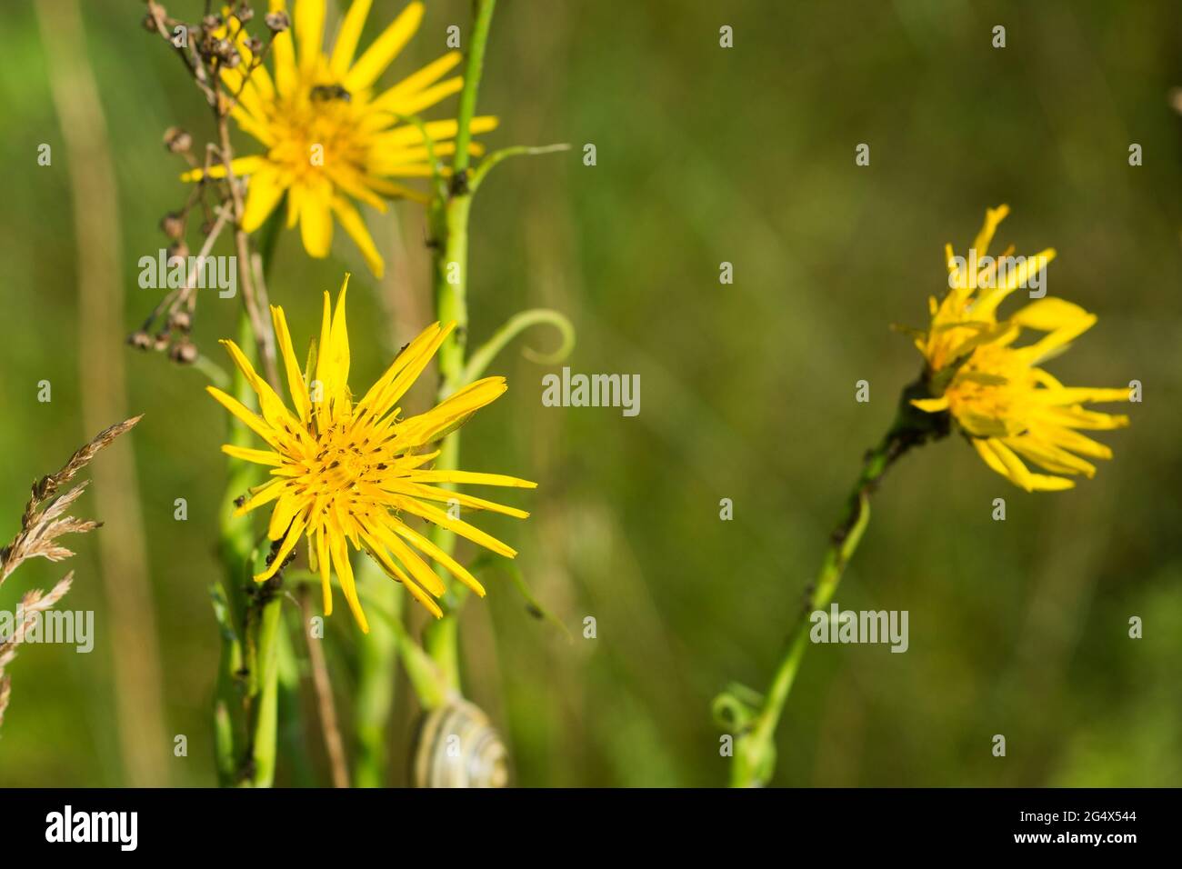 Tragopogon pratensis,  meadow salsify summer yellow flower closeup selective focus Stock Photo