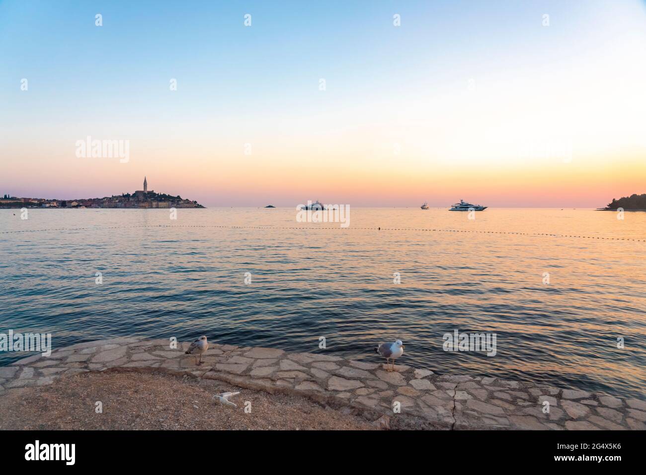 Croatia, Istria County, Rovinj, Two seagulls standing at harbor of coastal city at sunset Stock Photo