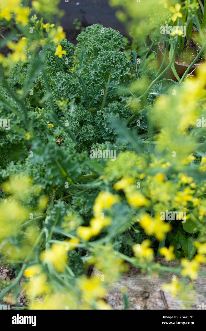 Kale growing in vegetable garden Stock Photo Alamy