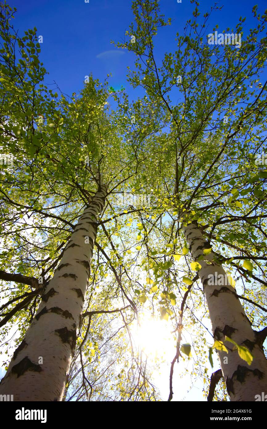 Directly below shot of birch trees by sky Stock Photo