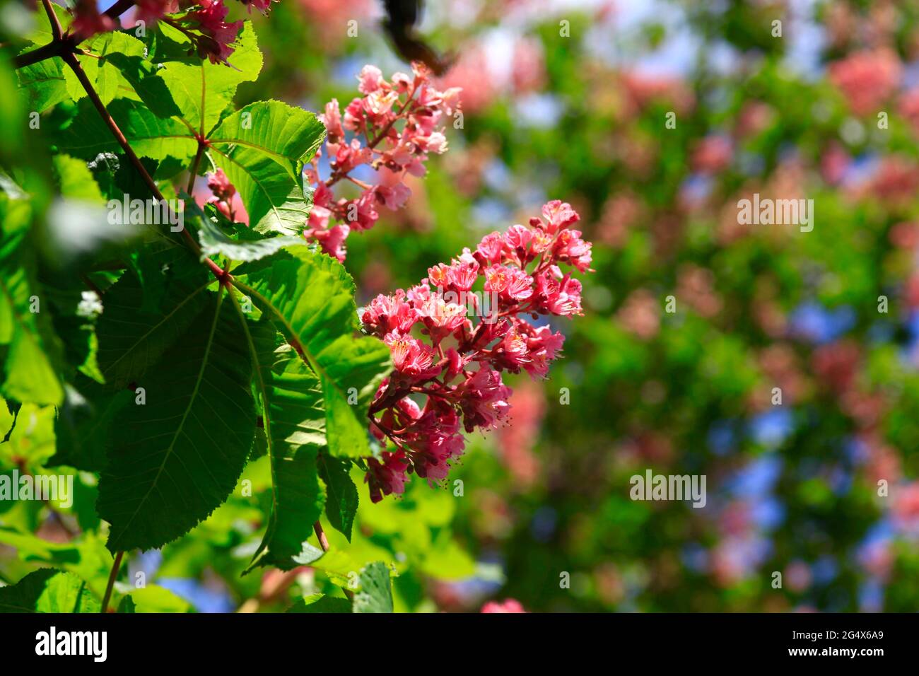 Chestnut tree in spring hi-res stock photography and images - Alamy