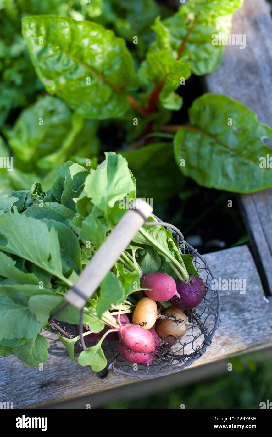 Fresh radishes in metal basket on wooden plank at self sufficient garden Stock Photo
