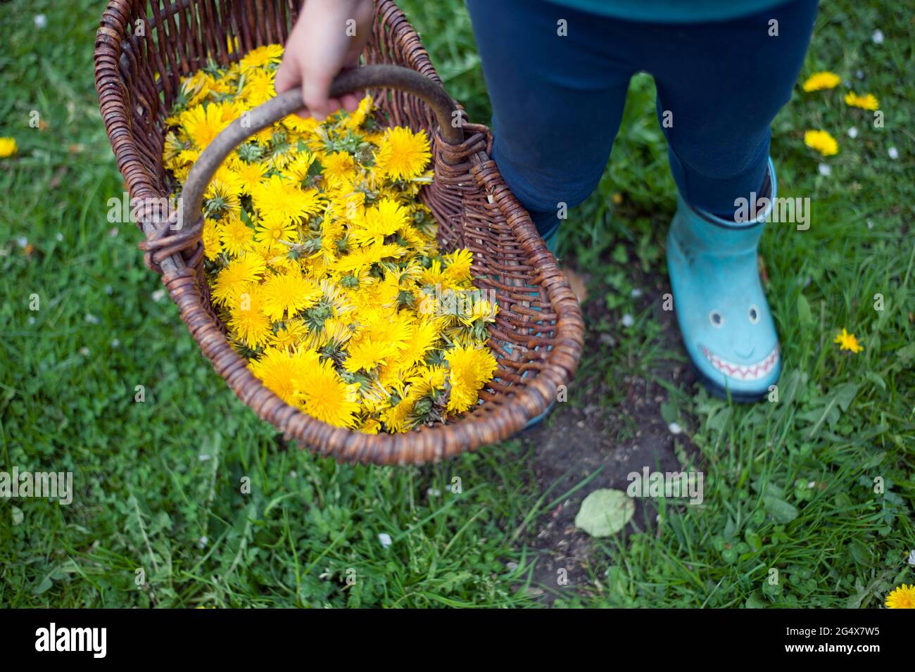 Girl holding basket of yellow dandelion flowers while standing in garden Stock Photo