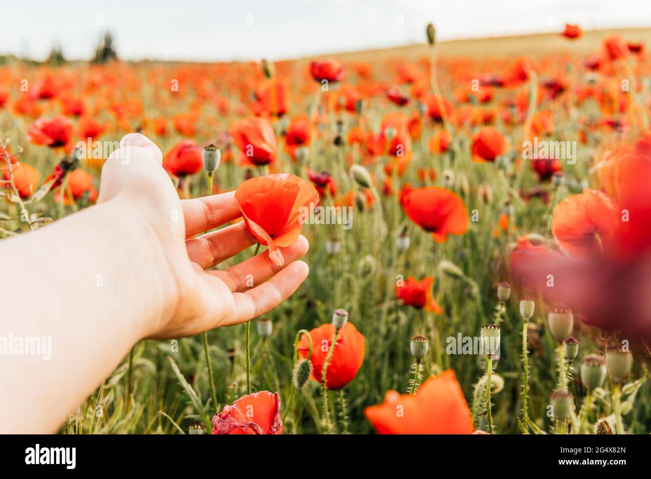 Mid adult woman touching red flower at poppy field Stock Photo