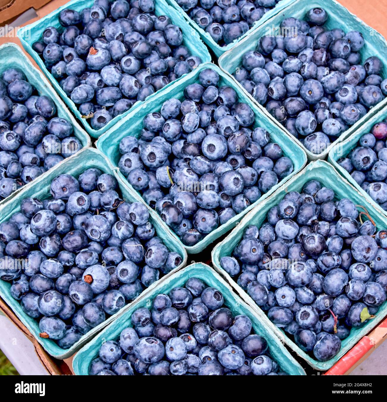 Fresh-picked blueberries in box containers at a local farmers market. Closeup. Stock Photo