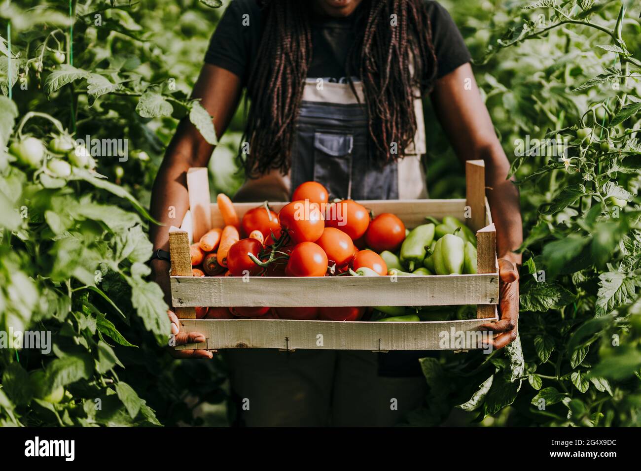 Female farmer holding fresh organic vegetables in crate at organic farm ...