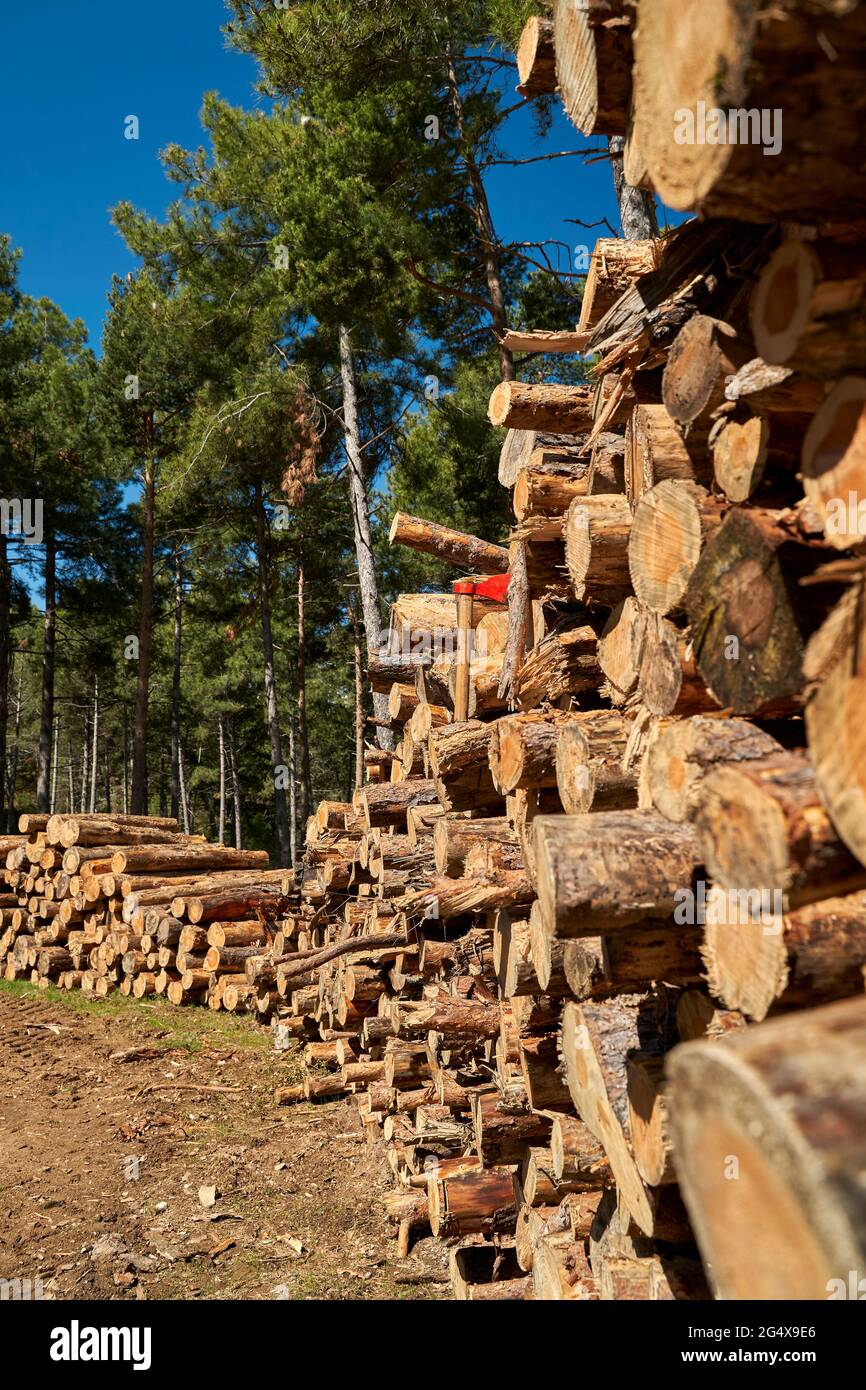 Stack of tree trunks at lumber industry Stock Photo