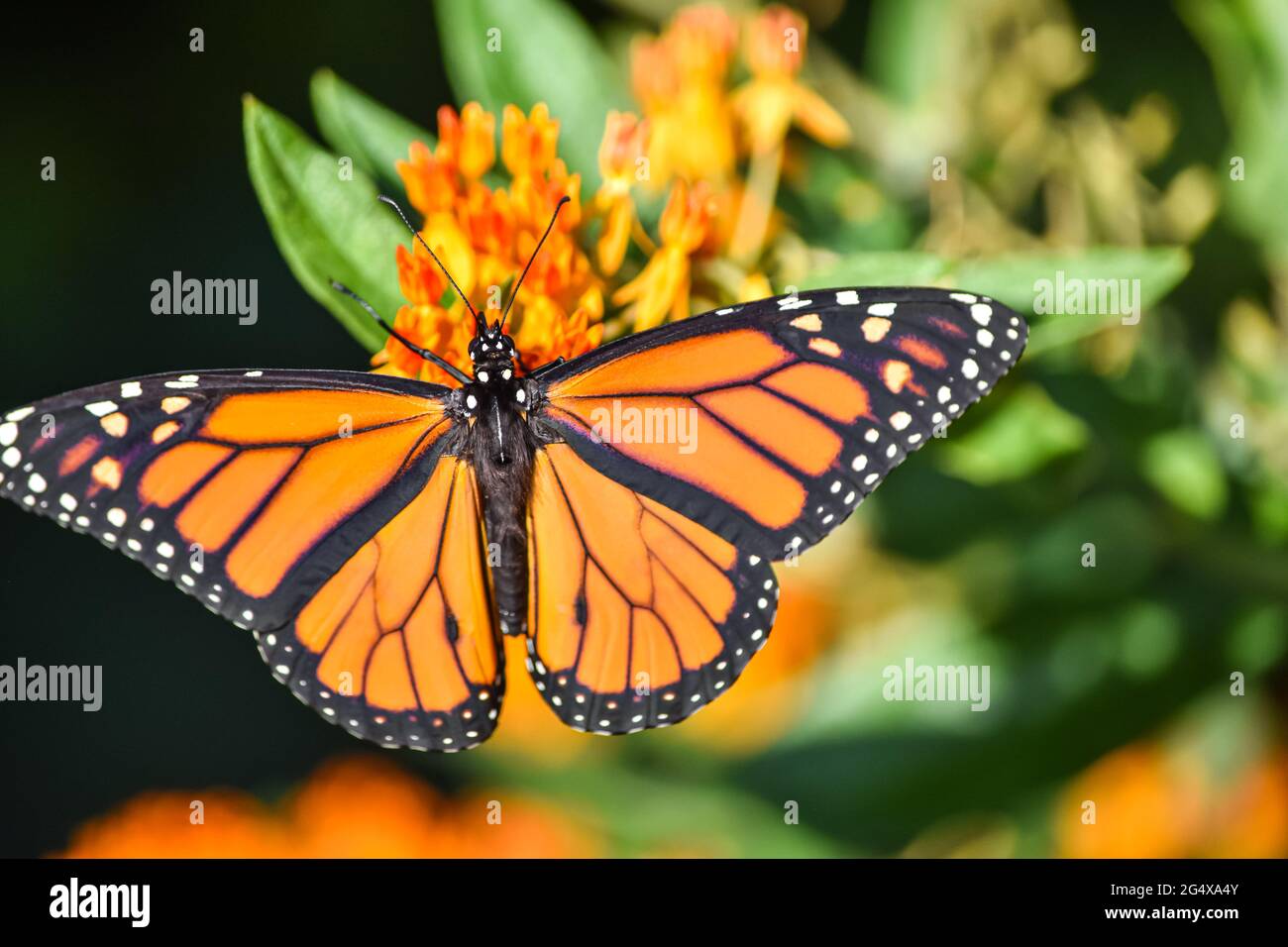 A male Monarch butterfly (Danaus plexippus) with open wings feeds on Butterfly Weed (Asclepsias tuberosa). Copy space. Closeup. Stock Photo