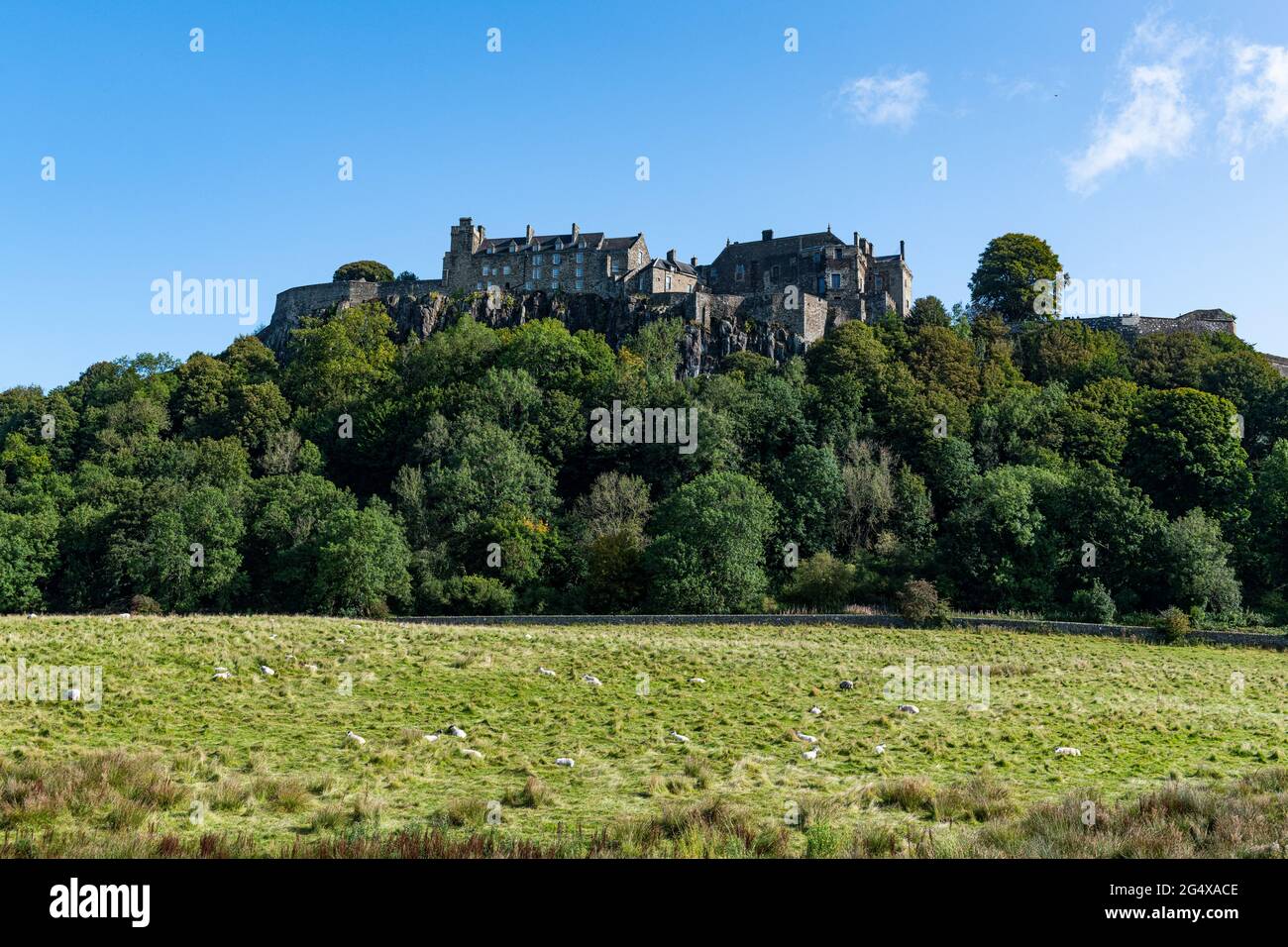 UK, Scotland, Stirling, Flock of sheep grazing at foot ofÂ Stirlling Castle Stock Photo
