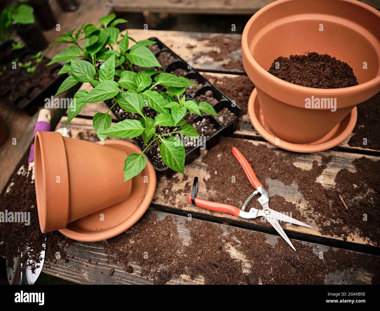 Seedling tray amidst flower pots and work tools on messy table with soil at garden Stock Photo